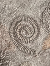 Tapete lavável interativo  Seabed 140 x 200 cm Circula Momy